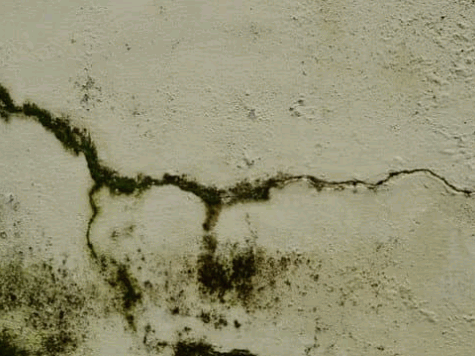 Algae on Rendered wall in High exposed area